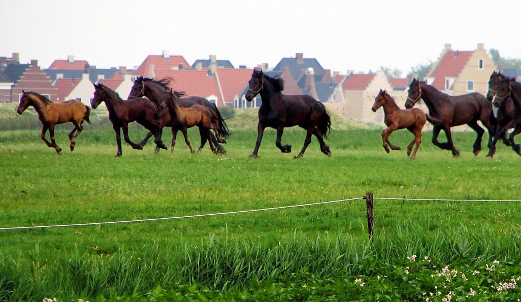 Paarden bij Esonstad Oostmahorn 7 jul '06 