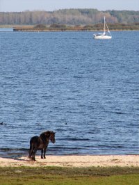 IMG_6417 eenzaam paard op strand lauwersmeer 14okt07 