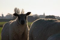IMG_6488 schapen op de dijk bij anjum 14okt07 