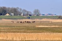 konikpaarden Ezumazijl en Esonstad Oostmahorn aan het Lauwersmeer 10feb13 