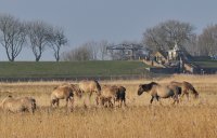 konikpaarden, Ezumazijl bij het Lauwersmeer (10 feb '13) 