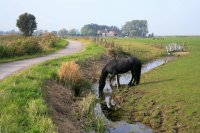 Fries paard, jaagpad langs Dokkumer Grootdiep bij Ee (4 okt '15) 