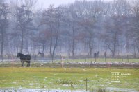 Stroomdal Drentsche Aa - Coulissenlandschap met paarden