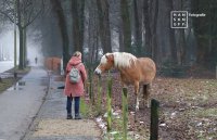 Stroomdal Drentsche Aa - Nieuwsgierig paard aan de Rijksstraatweg Glimmen