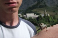 krekel Franse Alpen (19 aug '06) 