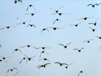 vlucht wadvogels Noorderleech (13 sep '06)   