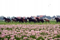 dravende paarden, bloeiende aardappels, Esonstad Oostmahorn (7 jul '06) 