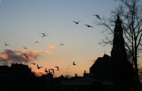 A-Kerk Korenbeurs vogels in avondlucht dec 2014