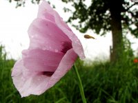 roze klaproos stroomdal Overijsselse Vecht (15 jun '06) 