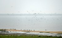 aalscholvers Hoek van de Bant Lauwersmeer 