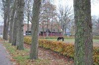 landgoed De Eese bij Steenwijk 12 (nov 2010) 
