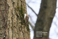 Stroomdal Drentsche Aa - Boomkruiper loopt tegen de boom omhoog
