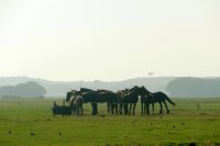paardenvergadering Midsland Noord 
