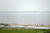 opvliegende aalscholvers Hoek van de Bant Lauwersmeer 