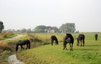 Friese paarden, jaagpad langs Dokkumer Grootdiep bij Ee (4 okt '15) 