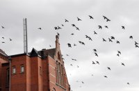 duiven boven oude postkantoor Munnekeholm 2011