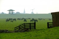 'de paarden van Marrum', een maand voor redding van dobbe Noorderleech (13 sep '06) 
